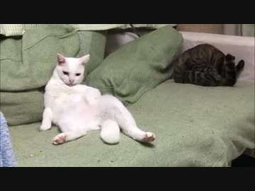 腎不全の宇宙猫、検診に行く(18年9月)