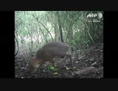 ベトナムのマメジカ希少種、約30年ぶりに森で発見 姿捉えた映像