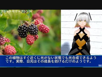 ブラッドベリープラント（カオスインサージェンシー）