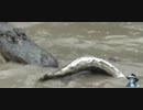 ヘビvsワニ