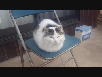 ふわふわすぎてモフりたくなる猫の風貌に すごい貫禄 ライブドアニュース