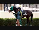 【現地映像】暴れる馬多数のパドッククイズ難易度C　ワイド5000円超えの波乱のレース　馬だけ見て当たる？