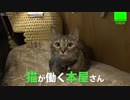 猫が働く本屋さん「猫飼うなら保護猫から」