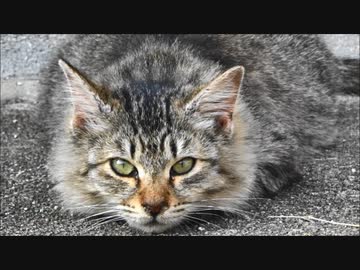 北天下茶屋のねこ