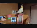 いいちこインコさんの朝・その2（体重測定