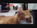 拾いねこ＠生後2687/2654日目　快勝快勝～。