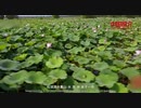 China Recommendation--Jingzhou