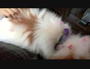 針治療を受けるワンコ（パピヨン）1