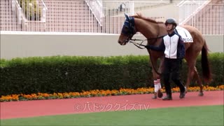 【現地映像】馬だけ見て当てれる？パドッククイズ難易度A　3連単が10万超えのレース　ヒントはダート1000m