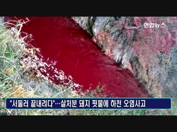 アフリカ豚コレラで殺処分し埋設場所無く積み上げた豚の血が川を汚染