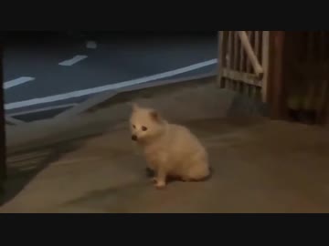 神の遣いか白タヌキ！望んだものとは・・・