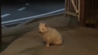 人気の 動物 たぬき 動画 141本 ニコニコ動画