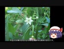 ゆっくり農民119シシトウを育ててみませんか？