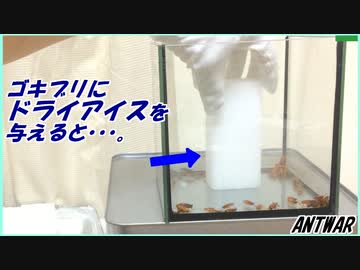 ゴキブリに「ドライアイス」を与えた結果・・・氷河期の謎が解けた。