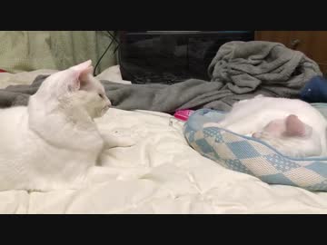 オッドアイ白たぬき(猫)VSウチューネコチャン、へたくそ猫合戦