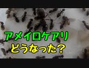 【ありの飼育記#83】コロニーが生まれ変わろうとしています【アメイロケアリ】