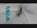 【ありの飼育記#84】蟻にゲジゲジあげてみた Ant vs house centipede