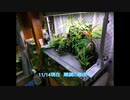 【現状報告】滝のあるアクアテラリウム+α【食虫植物】