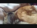 拾いねこ＠生後2689/2656日目　猫団子～。