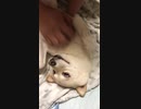 柴犬、白柴、白目