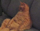 オヤジみたいな猫