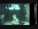 動物を使った化学兵器の効果実験（1960年代？）