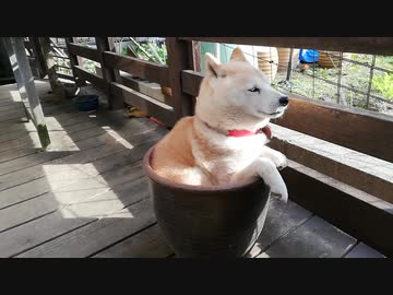 鉢犬、2019
