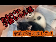 子猫が来た日