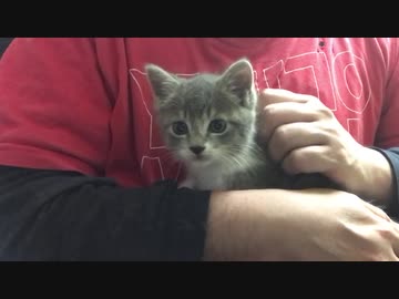 近距離パワー型コネコチャン、膝上で人間の愛情に応える