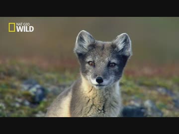 北極圏のフレンズ「氷の砂漠」
