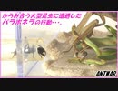 絡み合う2匹の大型昆虫に遭遇したパラポネラがとった行動・・・。