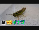 【ありの飼育記#87】蟻にイナゴ与えてみた　Ant vs Catantopidea【ムネアカオオアリ】