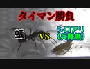 【ありの飼育記#88】蟻とシロアリにタイマン対決させてみた