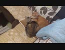 拾いねこ＠生後2690/2657日目　イケにゃん！