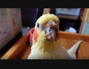 いいちこインコさんの朝・その3（ご飯からお薬まで
