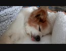 舌を出してすやすやするワンコ（パピヨン）8
