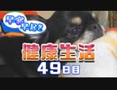 【Minecraft】早寝早起き 健康生活 49日目