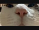 【ASMR】猫がご機嫌で幸せになる
