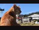 【ゆっくり】時雨梓の島猫レポート　Vol.03【旅動画】