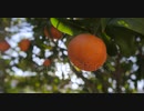 stock-footage-clementine-garden-trees　えひめ共同産業合同会社