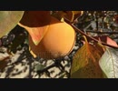 stock-footage-persimmon-in-the-fall　えひめ共同産業合同会社