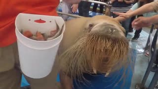 [旅動画]　鳥羽水族館は広ーい！！