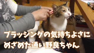 ブラッシングの気持ちよさに目覚めた出会って4年の通い野良猫の変貌。