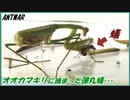オオカマキリに捕まった弾丸蟻(パラポネラ)の末路。