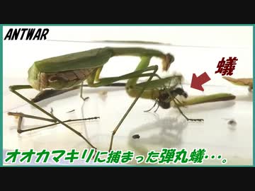 人気の カマキリ 動画 4本 5 ニコニコ動画