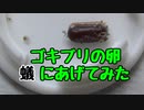 【ありの飼育記#90】蟻はゴキブリの卵を食べられるのかやってみた