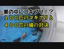 【ありの飼育記#91】大量のゴキブリの赤ちゃんを蟻にあげてみた【ムネアカオオアリ】