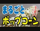 まるごとポップコーン【嫌がる娘に無理やり弁当を持たせてみた息子編】