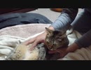 拾いねこ＠生後2691/2658日目　侍ジャパンおめめとう！