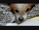 毛布の中でぬくぬくするワンコ（パピヨン）